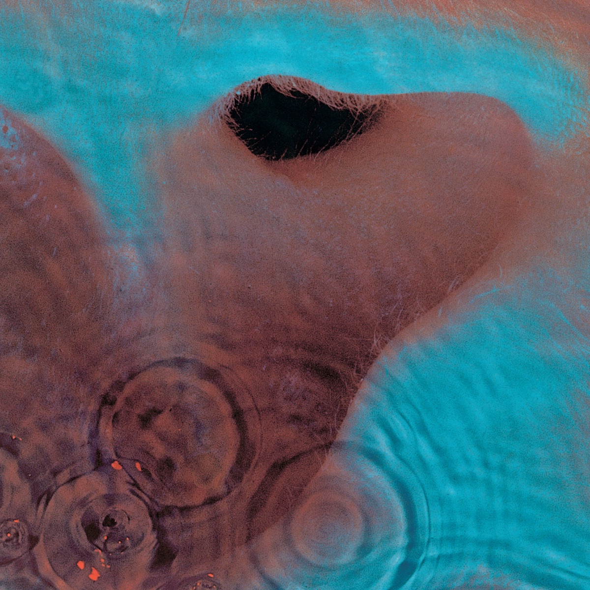 Pochette de Meddle